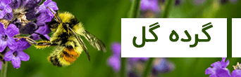 خرید گرده گل