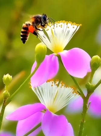 راهنمای عملی طریقه مصرف گرده گل برای لاغری