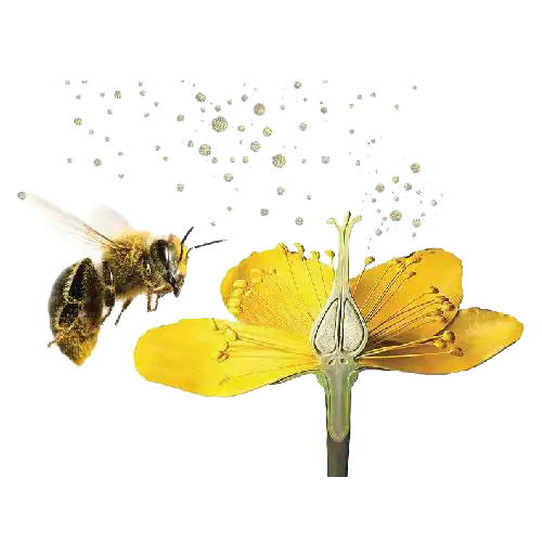 خواص گرده زنبور عسل